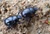 Anoplotrupes stercorosus